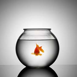 Supersize your space, live like a goldfish