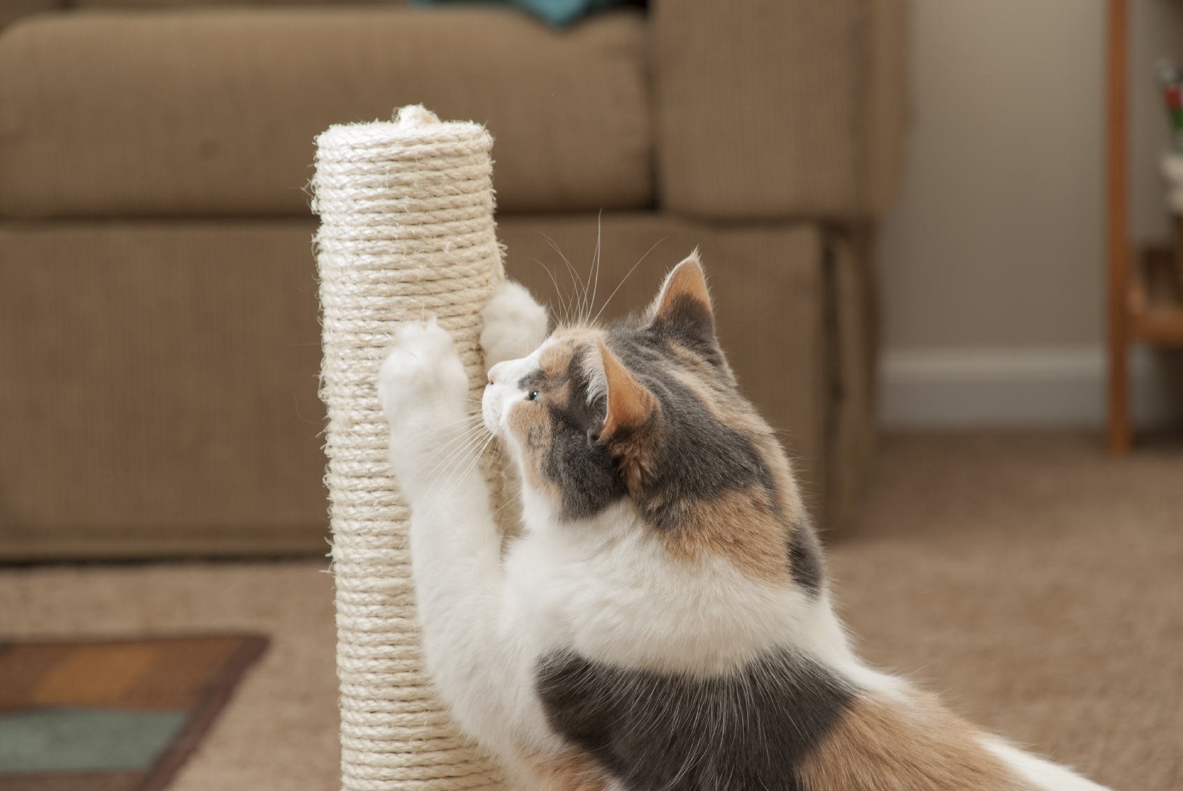 here-s-how-to-keep-your-cat-from-destroying-your-home