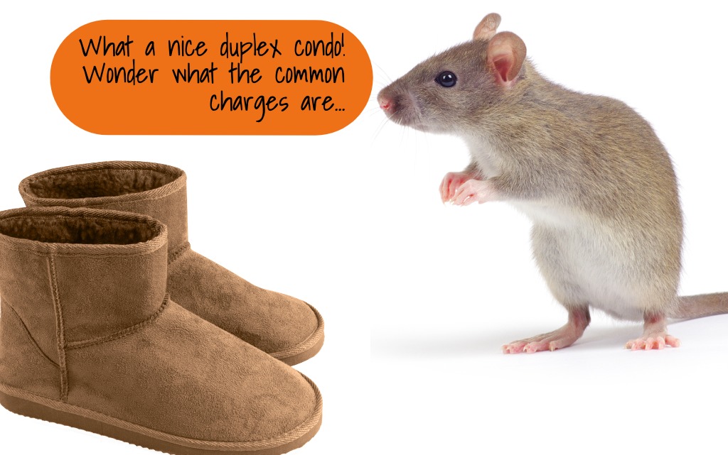 How to get rid of mice in your NYC apartment