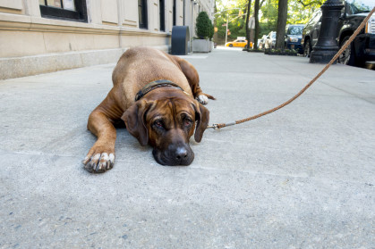 Lazy stubborn English Mastiff pet lies down on New York City side walk and the dog won't get up to do his daily walk city yellow cab in the background stock photo