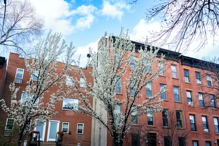 Cherry Blossom Tree with Brick Brooklyn Apartment Buildings Cherry Blossom Tree with Brick Brooklyn Apartment Buildings