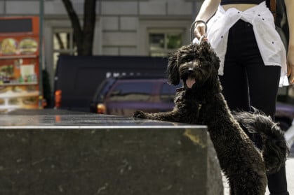 A one year old Aussiedoodle enjoys time out on the upper east side of New York City with her owner on a sunny June morning.