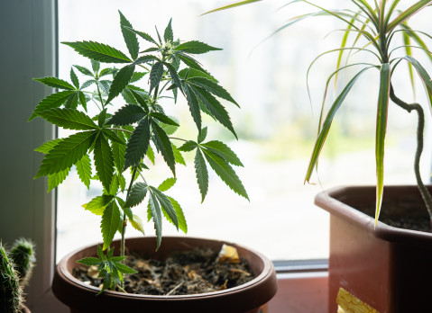 Marijuana in a pot on the windowsill. Home cultivation of medical cannabis.