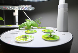 A small basil plant sprouts from senior writer Celia Young's Aerogarden.