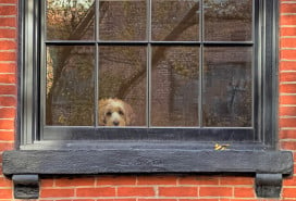 small dog in the window of New York Brownstone