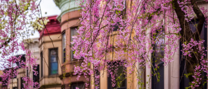 Flowering pink-purpleish tree in front of Park Slope Brownstones