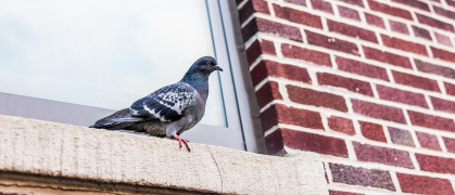 Closeup of one pigeon sitting on windowsill of brick building window in Brooklyn, NYC