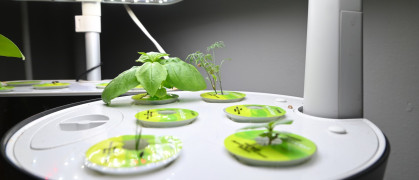 A small basil plant sprouts from senior writer Celia Young's Aerogarden.