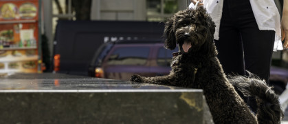 A one year old Aussiedoodle enjoys time out on the upper east side of New York City with her owner on a sunny June morning.