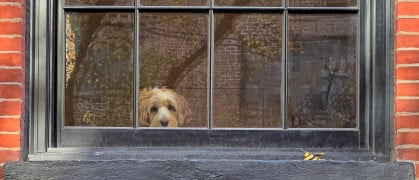 small dog in the window of New York Brownstone