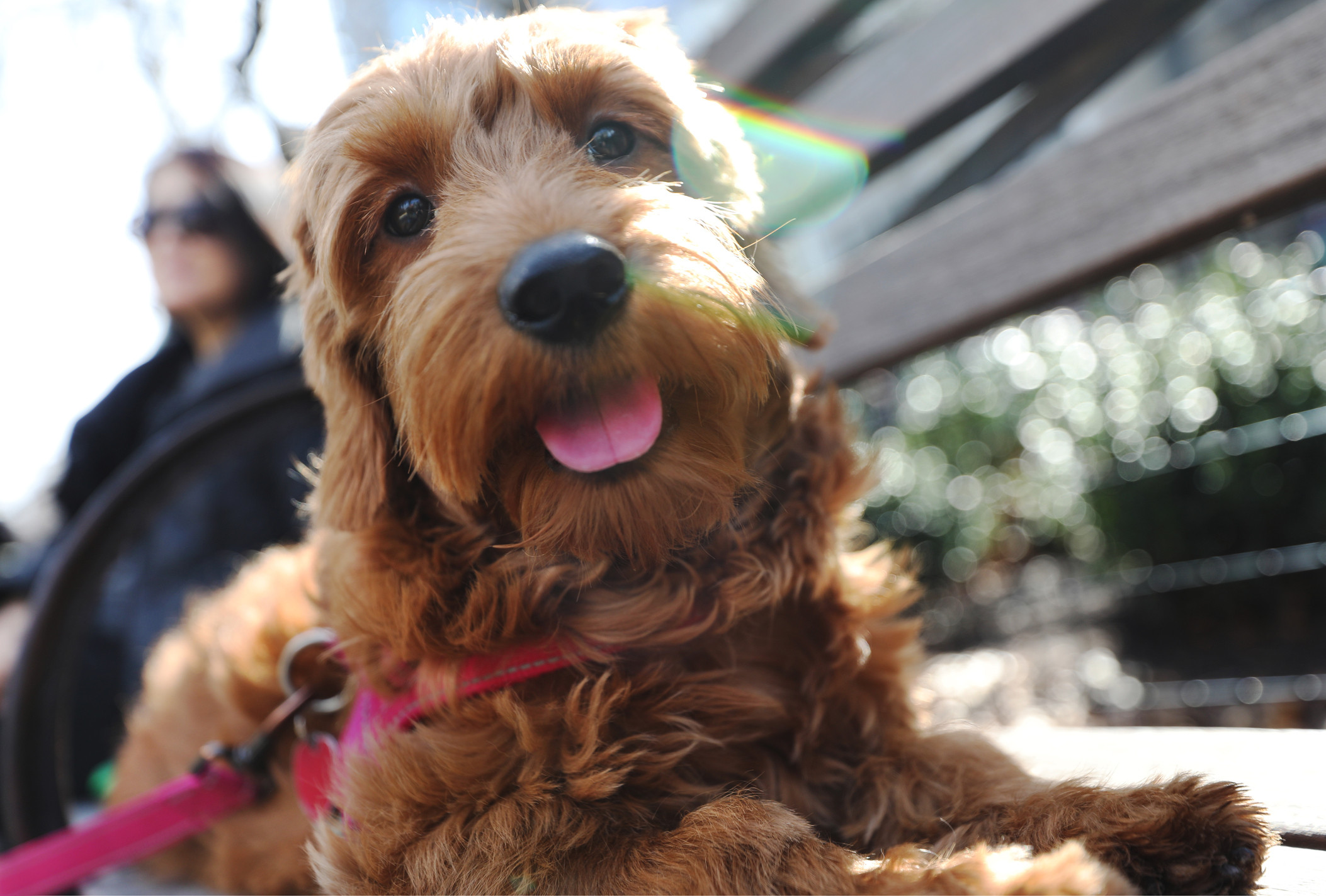 Twitter can't handle this dog's friendship with a brick