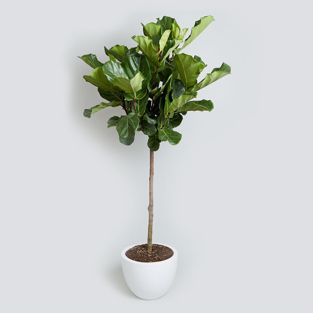 The fiddle-leaf fig plant is trendy, but it's also tricky to keep alive